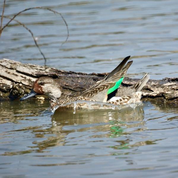 File:Juvenile Green-winged Teal (5053566155).jpg by Mike's Birds from Riverside, CA, US is licensed under CC BY-SA 2.0.